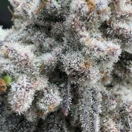 Sundae Driver good Pheno