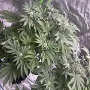 Cali-Octane & Tangie land