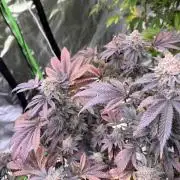 Cali-Octane & Tangie land