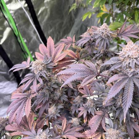 Cali-Octane & Tangie land