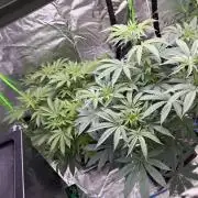 Cali-Octane & Tangie land