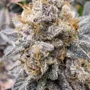 Cali-Octane & Tangie land