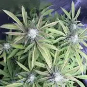 Sundae Driver good Pheno