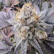 Cali-Octane & Tangie land