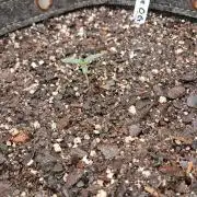 Pineapple OG Auto - FastBudz 420