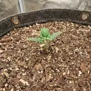 Pineapple OG Auto - FastBudz 420