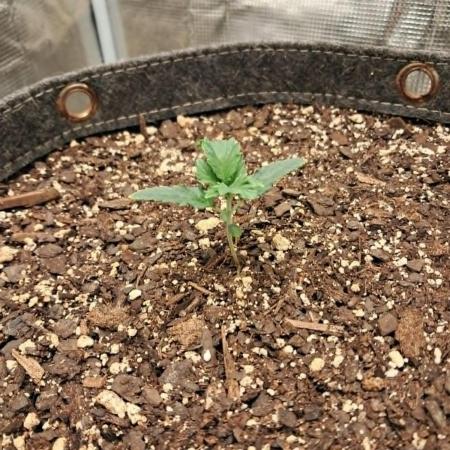 Pineapple OG Auto - FastBudz 420