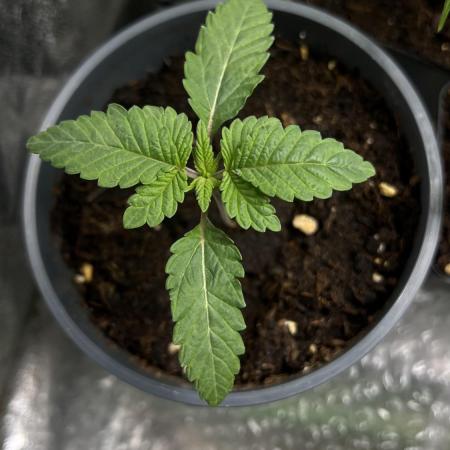 Mona Lisa by T.H seeds
