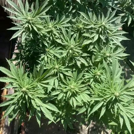 AK 47 ORIGINAL