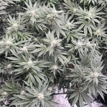 Mona Lisa by T.H seeds