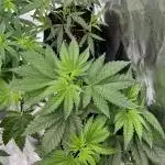 Pisthash by T.H seeds
