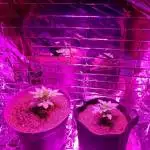First auto flowers