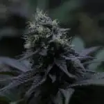 Black Apple Hitchcock