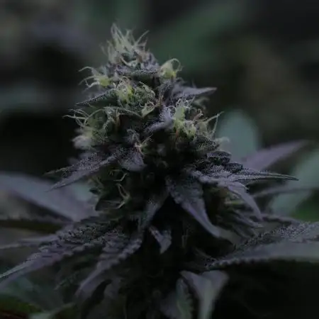 Black Apple Hitchcock