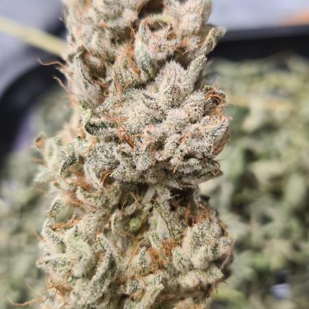 Zamnesia Grow