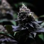 Black Apple Hitchcock