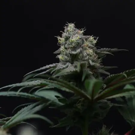 Black Apple Hitchcock