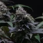 Black Apple Hitchcock