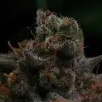 Black Apple Hitchcock