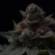 Black Apple Hitchcock