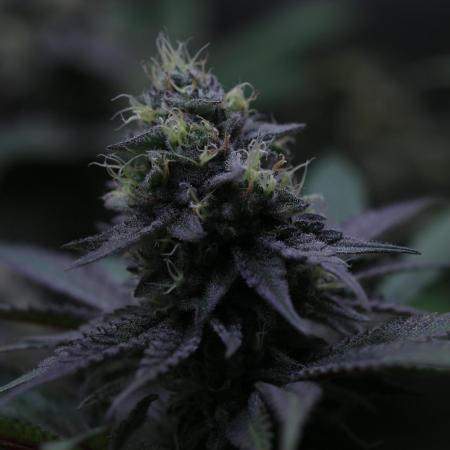 Black Apple Hitchcock