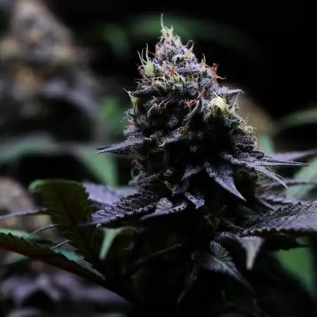 Black Apple Hitchcock