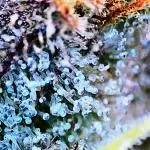 Black Apple Hitchcock