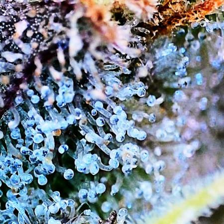 Black Apple Hitchcock