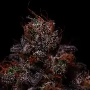 Black Apple Hitchcock