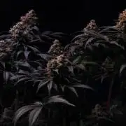 Black Apple Hitchcock