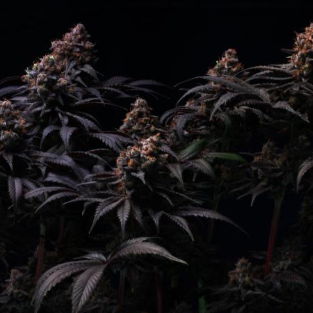 Black Apple Hitchcock