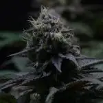 Black Apple Hitchcock