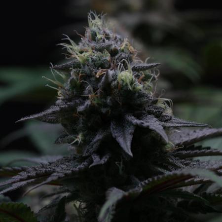 Black Apple Hitchcock