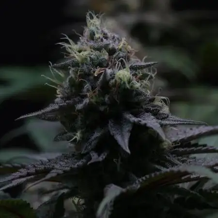 Black Apple Hitchcock