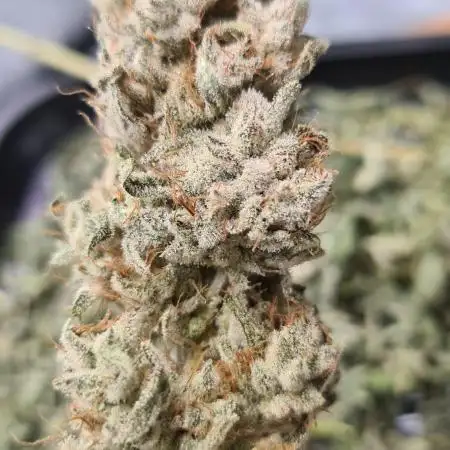 Zamnesia Grow