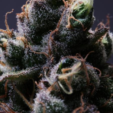 Black Apple Hitchcock