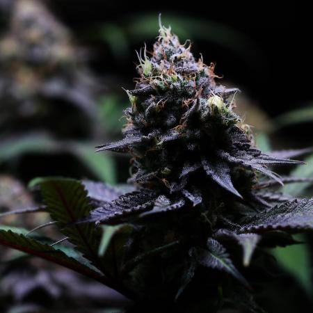 Black Apple Hitchcock