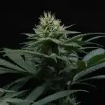 Black Apple Hitchcock