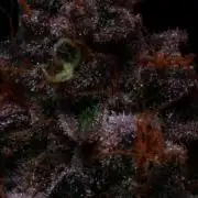 Black Apple Hitchcock