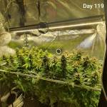 Barneys Farm Purple Punch