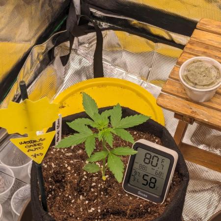 WEDDING CAKE AUTO