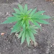 OUT Cookies Gelato CLONE