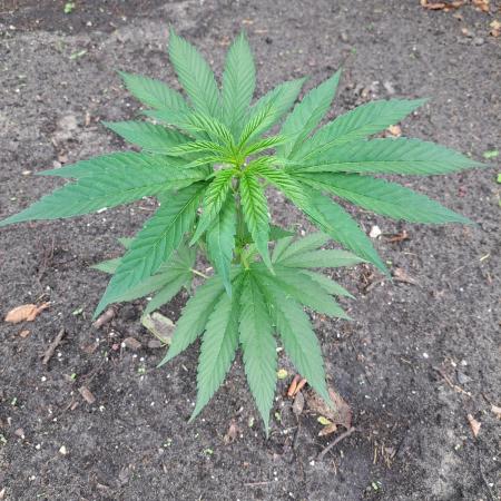 OUT Cookies Gelato CLONE