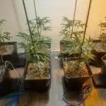 IN Liberty Haze & Biotabs