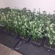 Permant Marker X Georgia Pie CLONES