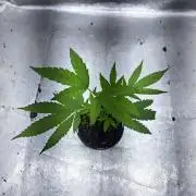 Halle Berry CLONE