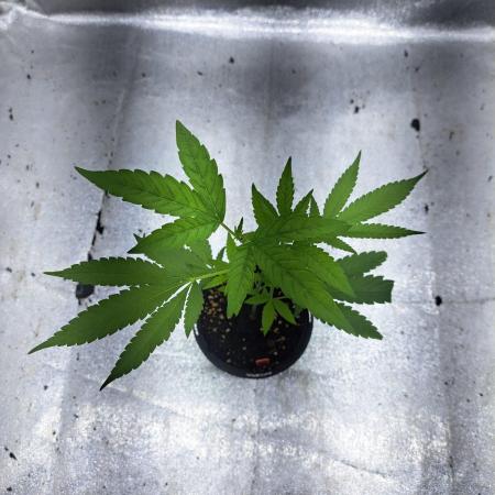 Halle Berry CLONE