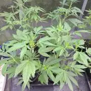 Permant Marker X Georgia Pie CLONES