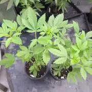 Zoap Rosé CLONES