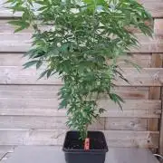 Halle Berry CLONE